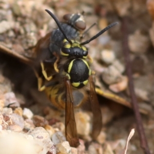 Vespula germanica at Coree, ACT - 7 Mar 2018 08:47 AM