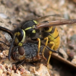 Vespula germanica at Coree, ACT - 7 Mar 2018 08:47 AM