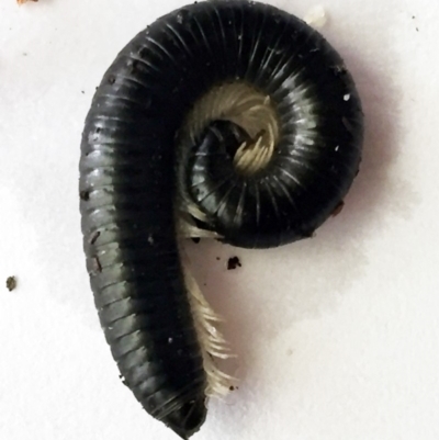 Ommatoiulus moreleti (Portuguese Millipede) at Hughes, ACT - 6 Mar 2018 by ruthkerruish