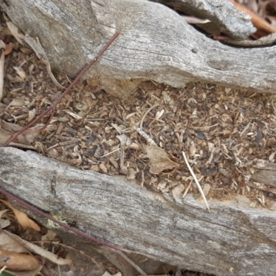 Papyrius nitidus (Shining Coconut Ant) at Symonston, ACT - 6 Mar 2018 by Mike