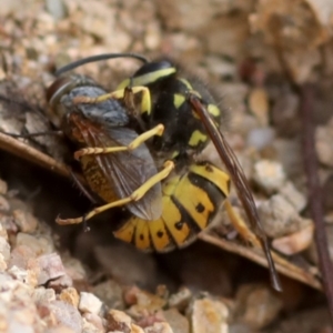 Calliphora stygia at Coree, ACT - 7 Mar 2018