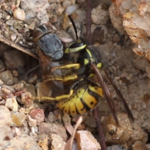 Calliphora stygia at Coree, ACT - 7 Mar 2018