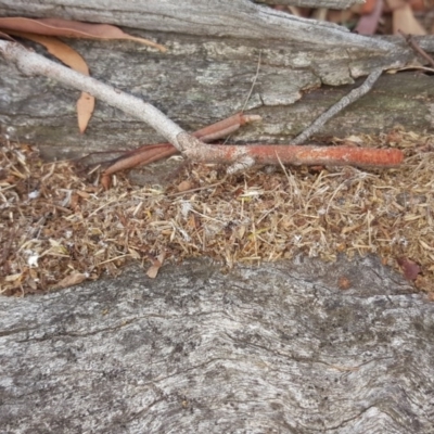 Papyrius nitidus (Shining Coconut Ant) at Symonston, ACT - 7 Mar 2018 by Mike