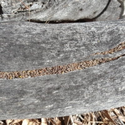 Papyrius nitidus (Shining Coconut Ant) at Symonston, ACT - 7 Mar 2018 by Mike