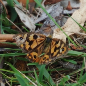 Heteronympha penelope at Booth, ACT - 6 Mar 2018