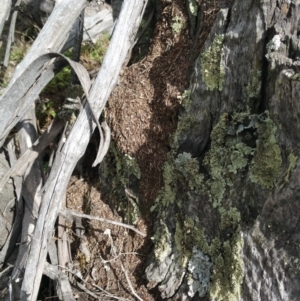 Papyrius nitidus at Symonston, ACT - suppressed