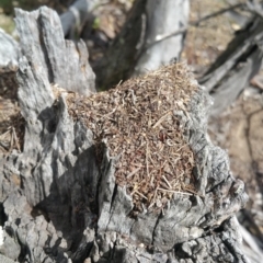 Papyrius nitidus at Symonston, ACT - suppressed