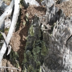 Papyrius nitidus at Symonston, ACT - suppressed