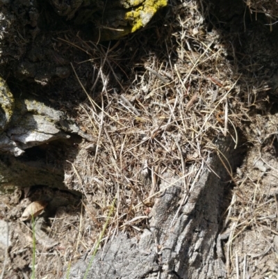 Papyrius nitidus (Shining Coconut Ant) at Symonston, ACT - 7 Mar 2018 by nath_kay