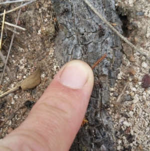 Papyrius nitidus at Symonston, ACT - 7 Mar 2018