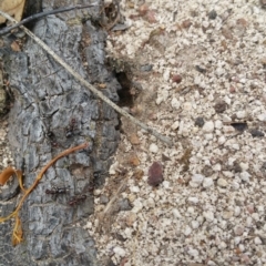 Papyrius nitidus at Symonston, ACT - 7 Mar 2018