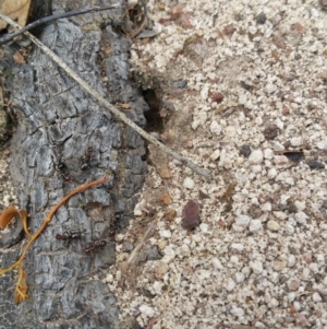 Papyrius nitidus at Symonston, ACT - 7 Mar 2018