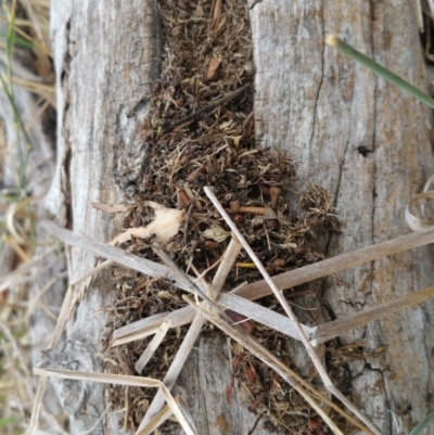 Papyrius nitidus (Shining Coconut Ant) at Symonston, ACT - 7 Mar 2018 by nathkay