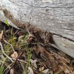 Papyrius nitidus (Shining Coconut Ant) at Symonston, ACT - 7 Mar 2018 by nathkay