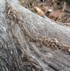 Papyrius nitidus at Symonston, ACT - suppressed