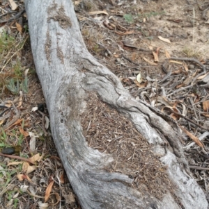 Papyrius nitidus at Symonston, ACT - suppressed