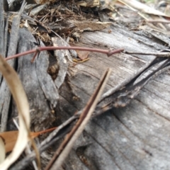 Papyrius nitidus at Symonston, ACT - suppressed