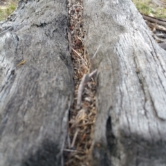 Papyrius nitidus (Shining Coconut Ant) at Symonston, ACT - 6 Mar 2018 by nath_kay