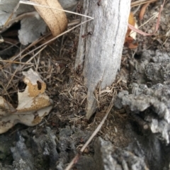 Papyrius nitidus at Symonston, ACT - suppressed