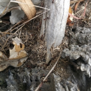 Papyrius nitidus at Symonston, ACT - 7 Mar 2018