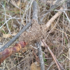 Papyrius nitidus (Shining Coconut Ant) at Symonston, ACT - 6 Mar 2018 by nath_kay