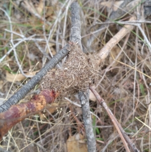 Papyrius nitidus at Symonston, ACT - suppressed