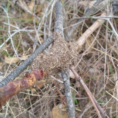 Papyrius nitidus (Shining Coconut Ant) at Symonston, ACT - 7 Mar 2018 by nathkay