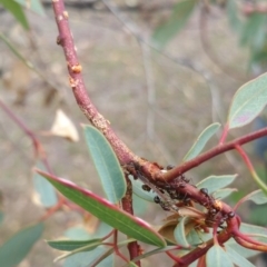 Papyrius nitidus at Symonston, ACT - 7 Mar 2018