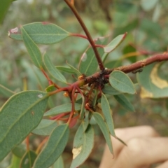 Papyrius nitidus at Symonston, ACT - suppressed