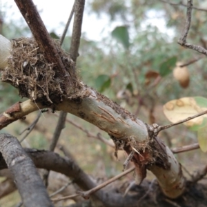 Papyrius nitidus at Symonston, ACT - suppressed