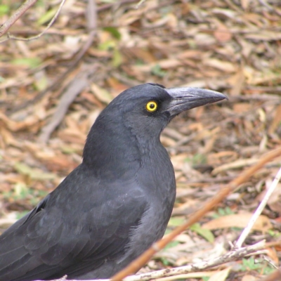 Strepera graculina (Pied Currawong) at ANBG - 7 Mar 2018 by MatthewFrawley