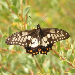 Papilio anactus (Dainty Swallowtail) at Canberra Central, ACT - 7 Mar 2018 by MatthewFrawley