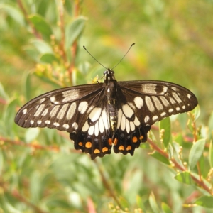 Papilio anactus at Canberra Central, ACT - 7 Mar 2018