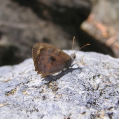 Geitoneura klugii (Marbled Xenica) at Black Mountain - 7 Mar 2018 by MatthewFrawley