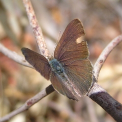 Erina hyacinthina (Varied Dusky-blue) at Black Mountain - 7 Mar 2018 by MatthewFrawley