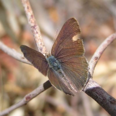 Erina hyacinthina (Varied Dusky-blue) at Black Mountain - 7 Mar 2018 by MatthewFrawley