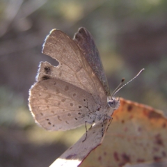 Erina hyacinthina at Canberra Central, ACT - 7 Mar 2018 01:02 PM