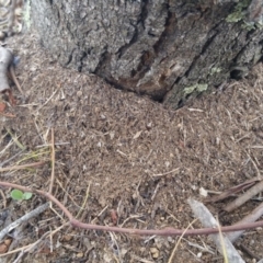 Papyrius nitidus (Shining Coconut Ant) at Symonston, ACT - 7 Mar 2018 by nathkay