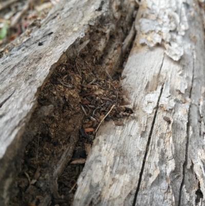 Papyrius nitidus (Shining Coconut Ant) at Symonston, ACT - 7 Mar 2018 by nath_kay