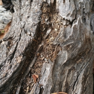 Papyrius nitidus at Symonston, ACT - suppressed