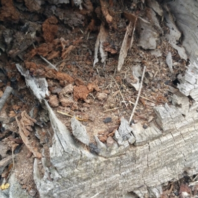 Papyrius nitidus (Shining Coconut Ant) at Callum Brae - 6 Mar 2018 by nath_kay