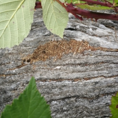 Papyrius nitidus (Shining Coconut Ant) at Symonston, ACT - 6 Mar 2018 by nathkay