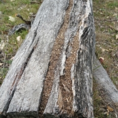 Papyrius nitidus (Shining Coconut Ant) at Jerrabomberra, ACT - 6 Mar 2018 by nathkay