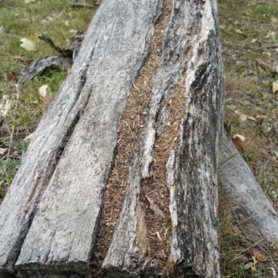 Papyrius nitidus (Shining Coconut Ant) at Jerrabomberra, ACT - 6 Mar 2018 by nath_kay