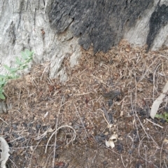 Papyrius nitidus (Shining Coconut Ant) at Jerrabomberra, ACT - 6 Mar 2018 by nathkay