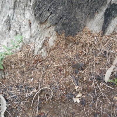 Papyrius nitidus (Shining Coconut Ant) at Callum Brae - 6 Mar 2018 by nath_kay