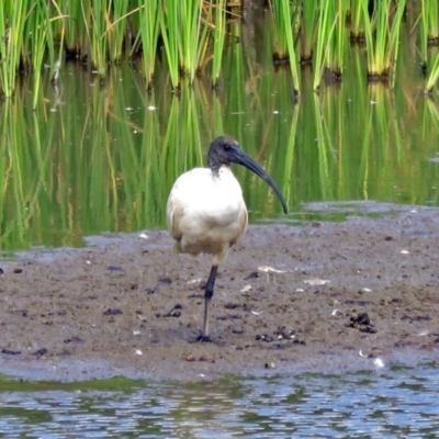 Threskiornis molucca (Australian White Ibis) at Jerrabomberra, NSW - 7 Mar 2018 by RodDeb