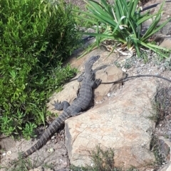 Varanus rosenbergi (Heath or Rosenberg's Monitor) at Greenleigh, NSW - 7 Mar 2018 by Rln