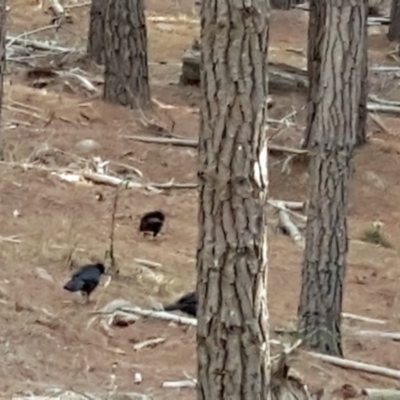 Corcorax melanorhamphos (White-winged Chough) at Isaacs Ridge and Nearby - 7 Mar 2018 by Mike