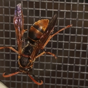 Polistes (Polistella) humilis at Isaacs, ACT - 7 Mar 2018 06:39 PM